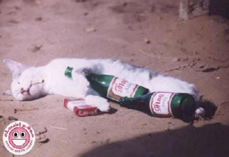 charab o lgaro o tansa lhmom